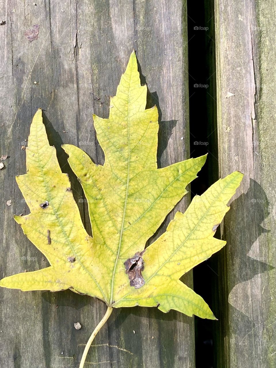 A yellow maple leaf sitting on a wet boardwalk