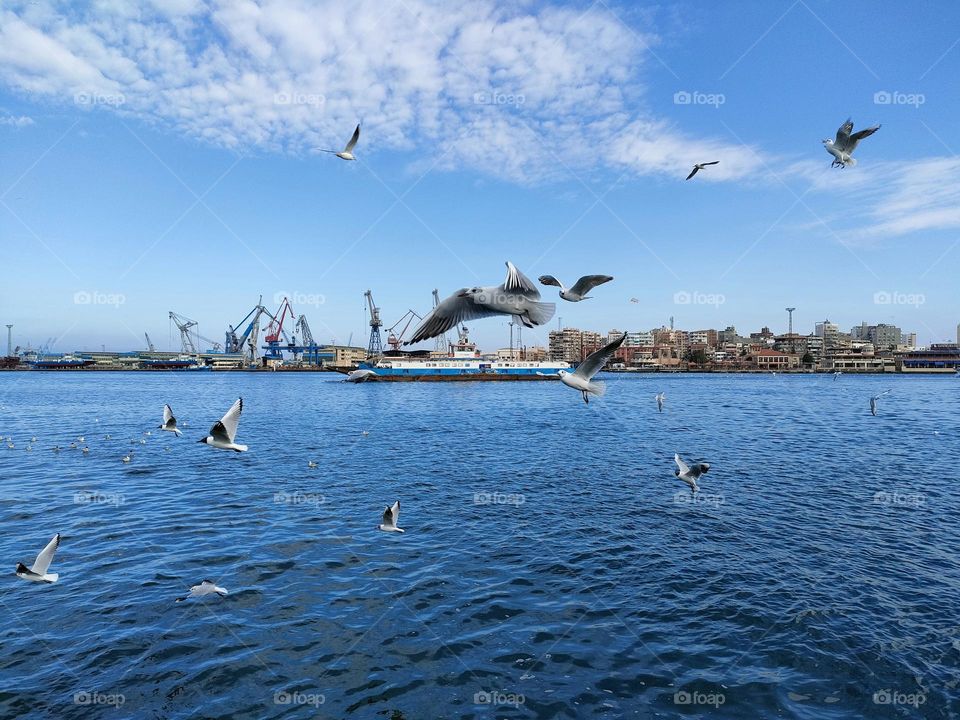 Seagull seeks for freedom