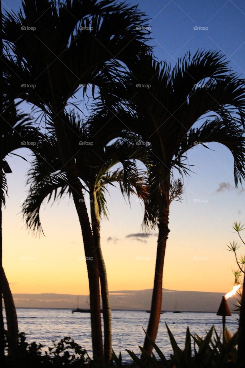 Hawaiian palms