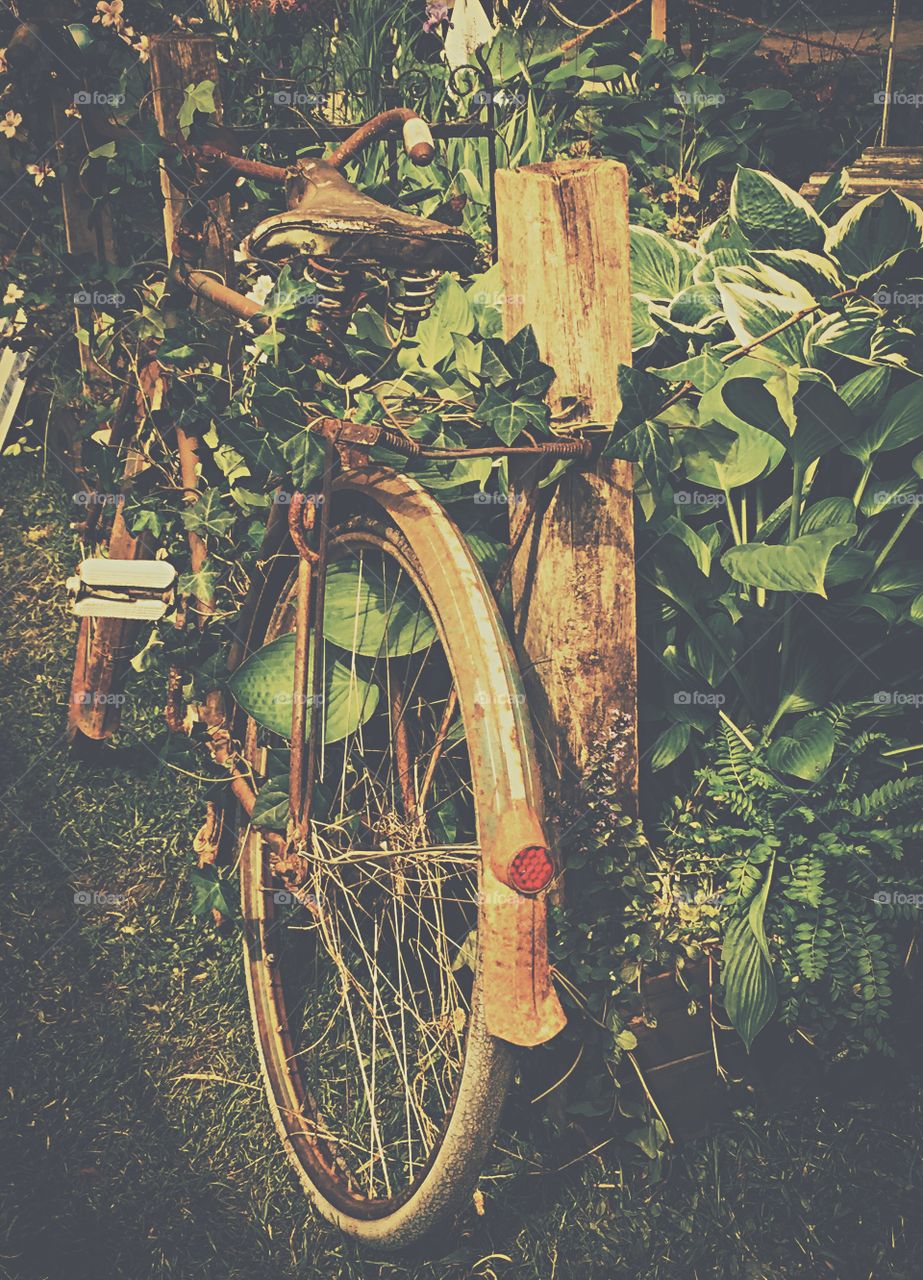Bicycle. Old bicycle grown in the garden