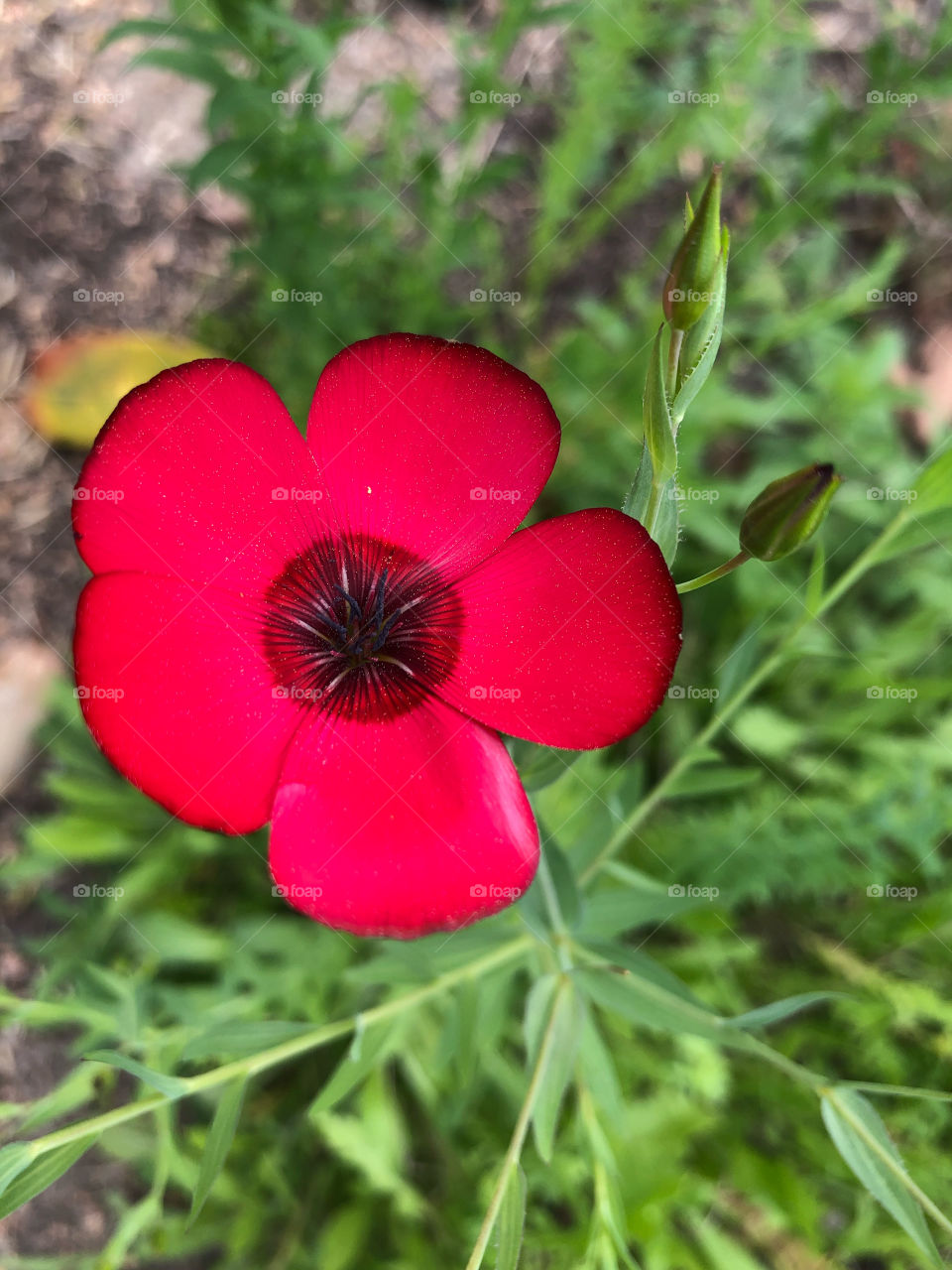 Red flower 