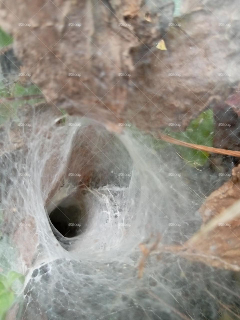 A cobweb like hole