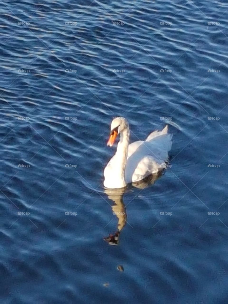 swan reflex