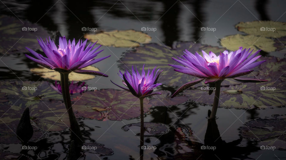 trio of purple water lilies glowing in the sunlight