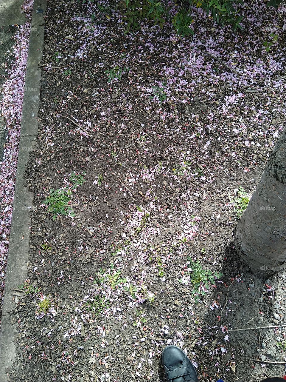 blossom on the floor