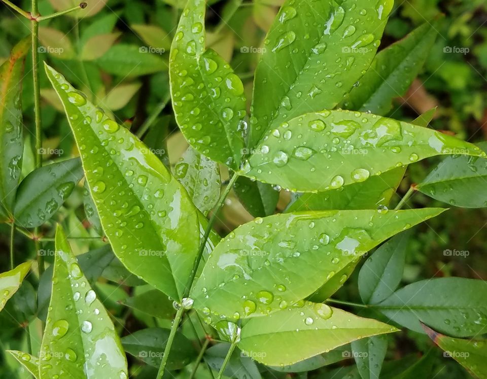 Leaf rain drops