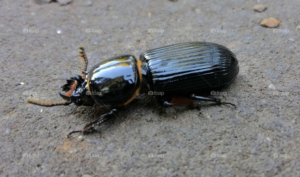 beetle! 03