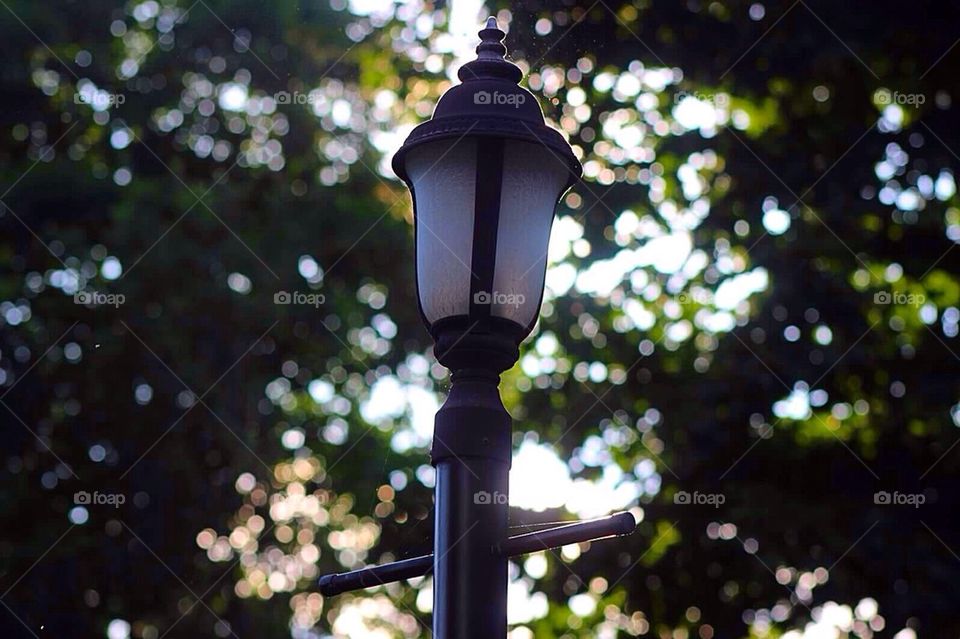 Lamp Post in Summer