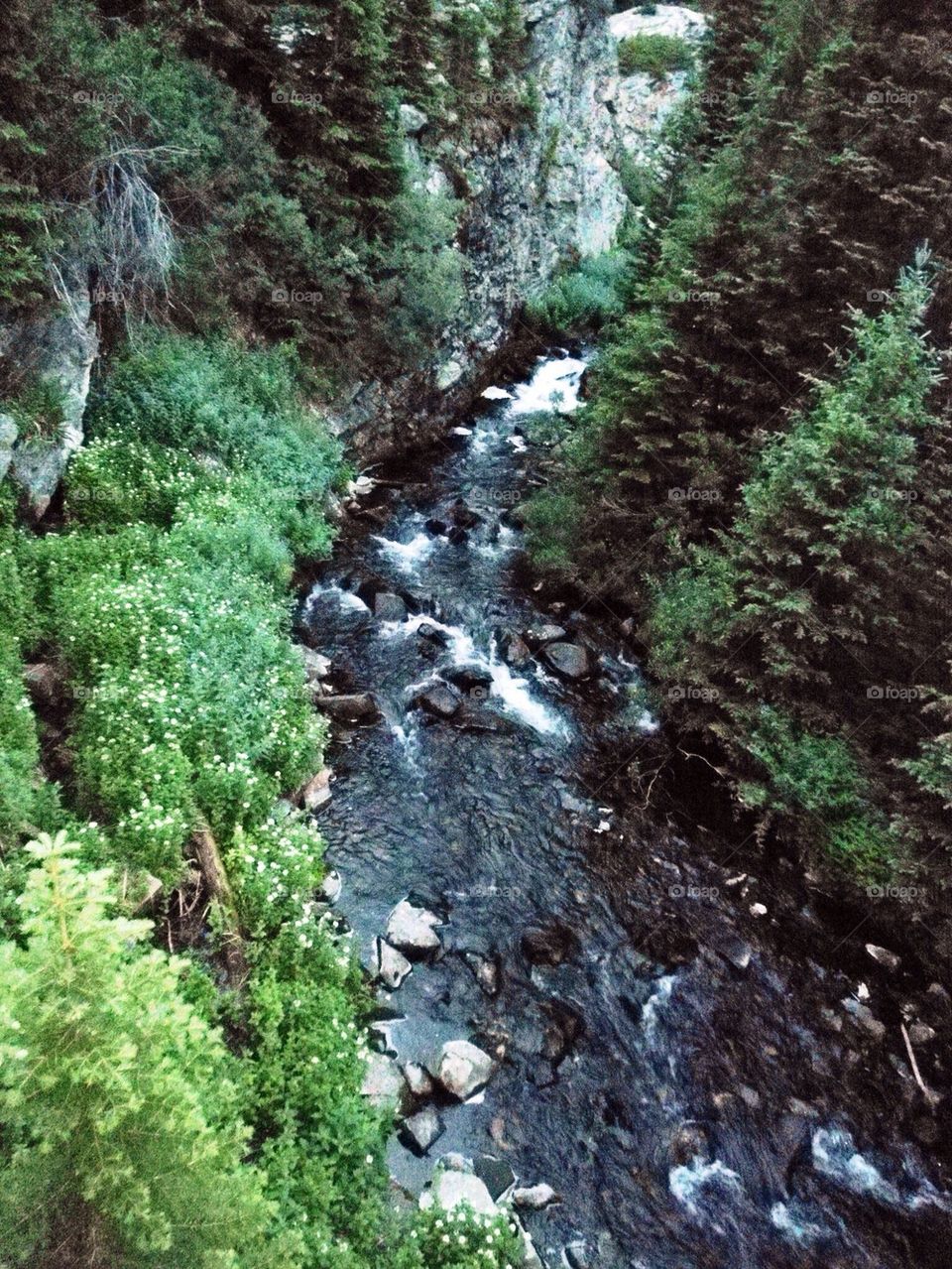 High angle view of river in forest