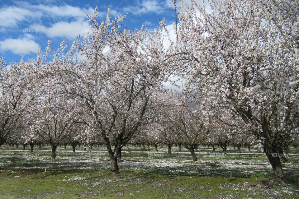 Almond blossoms