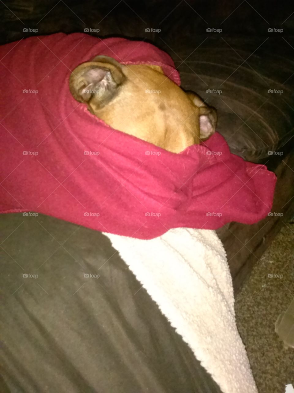 peek a boo. our dog hides under blankets  from the light