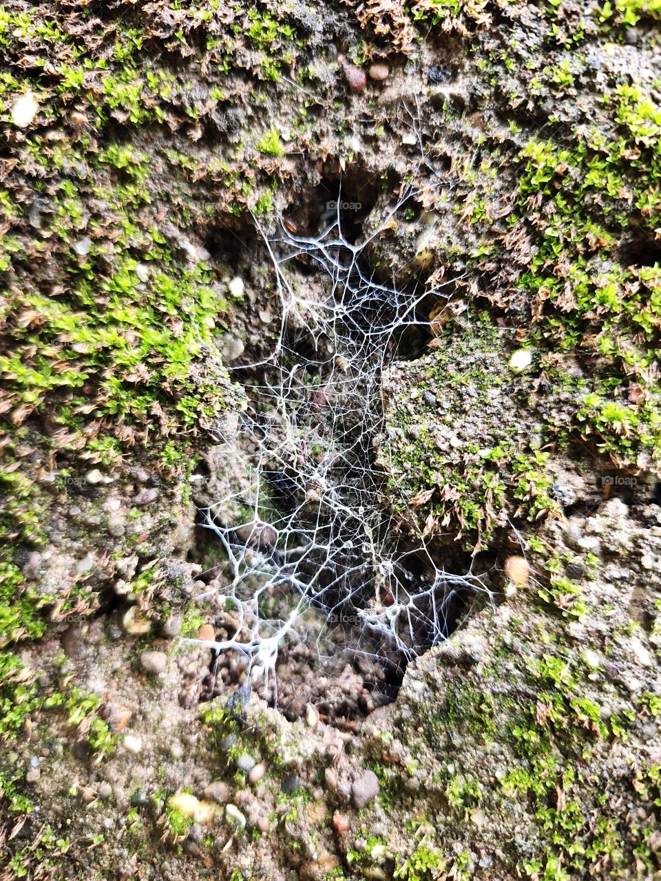 Spider's Web🕷️🕸️
on Wall
👁️📷
Amazing Creation