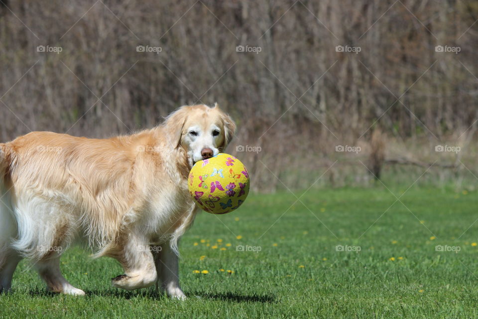 Kaci our golden retriever ready for playtime, it is soccer Saturday
