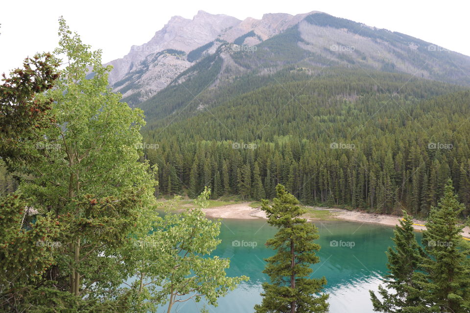 Forest of tall trees reflecting in the lake against a mountain , monochromatic , green hues and tints