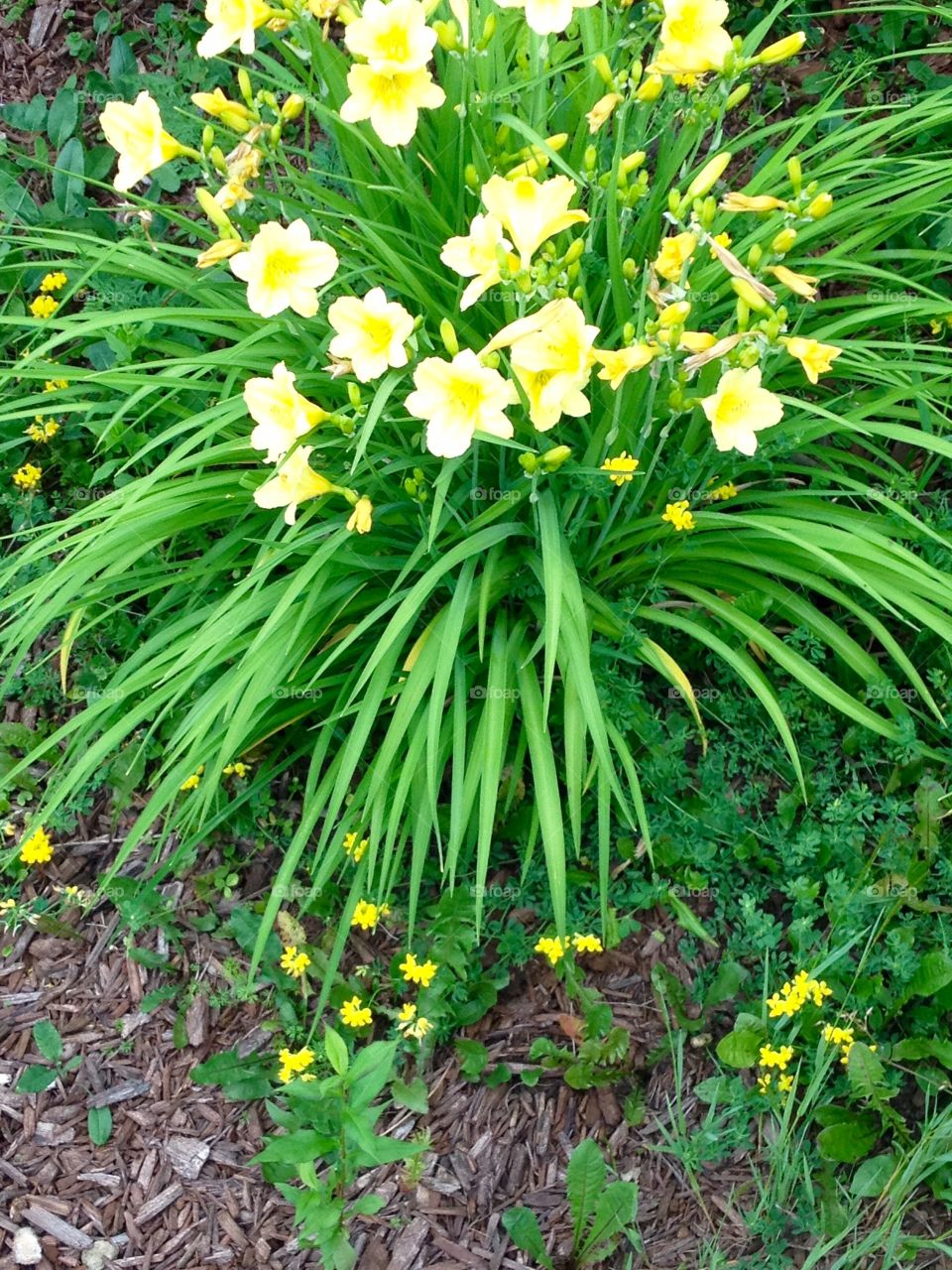 Flowers