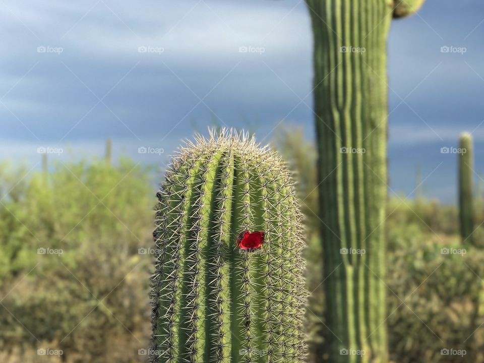 Desert Landscape - Cactus Flower 