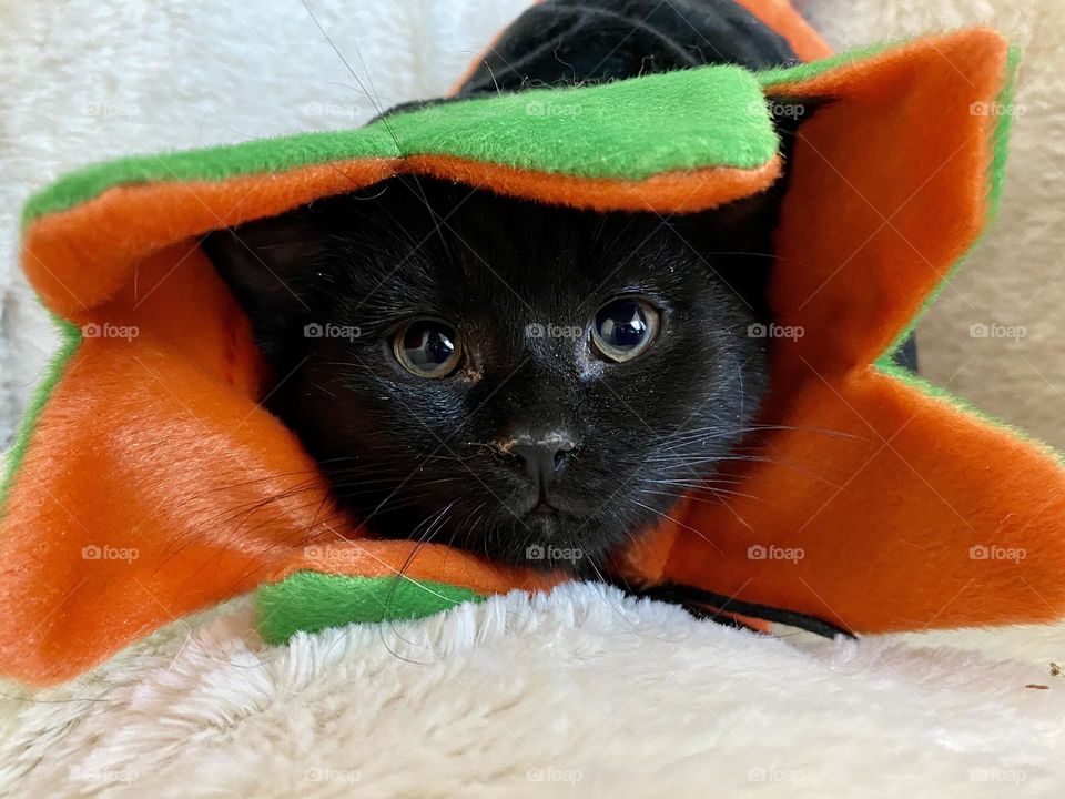 A black kitten dressed up for Halloween and sitting in a white fluffy cat bed
