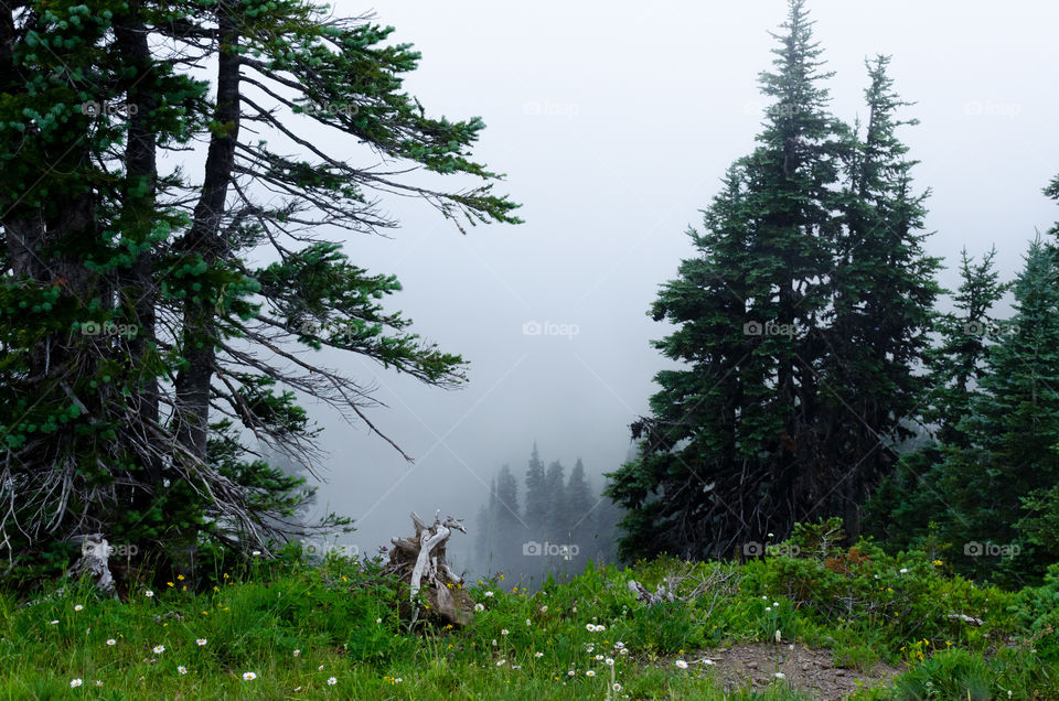 Scenic view of trees and fog