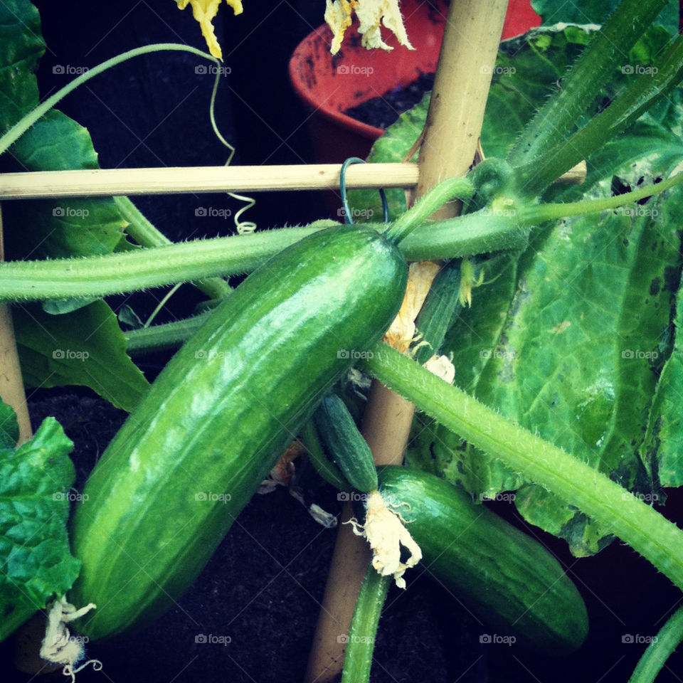 green garden cucumber vegetable by gitt123