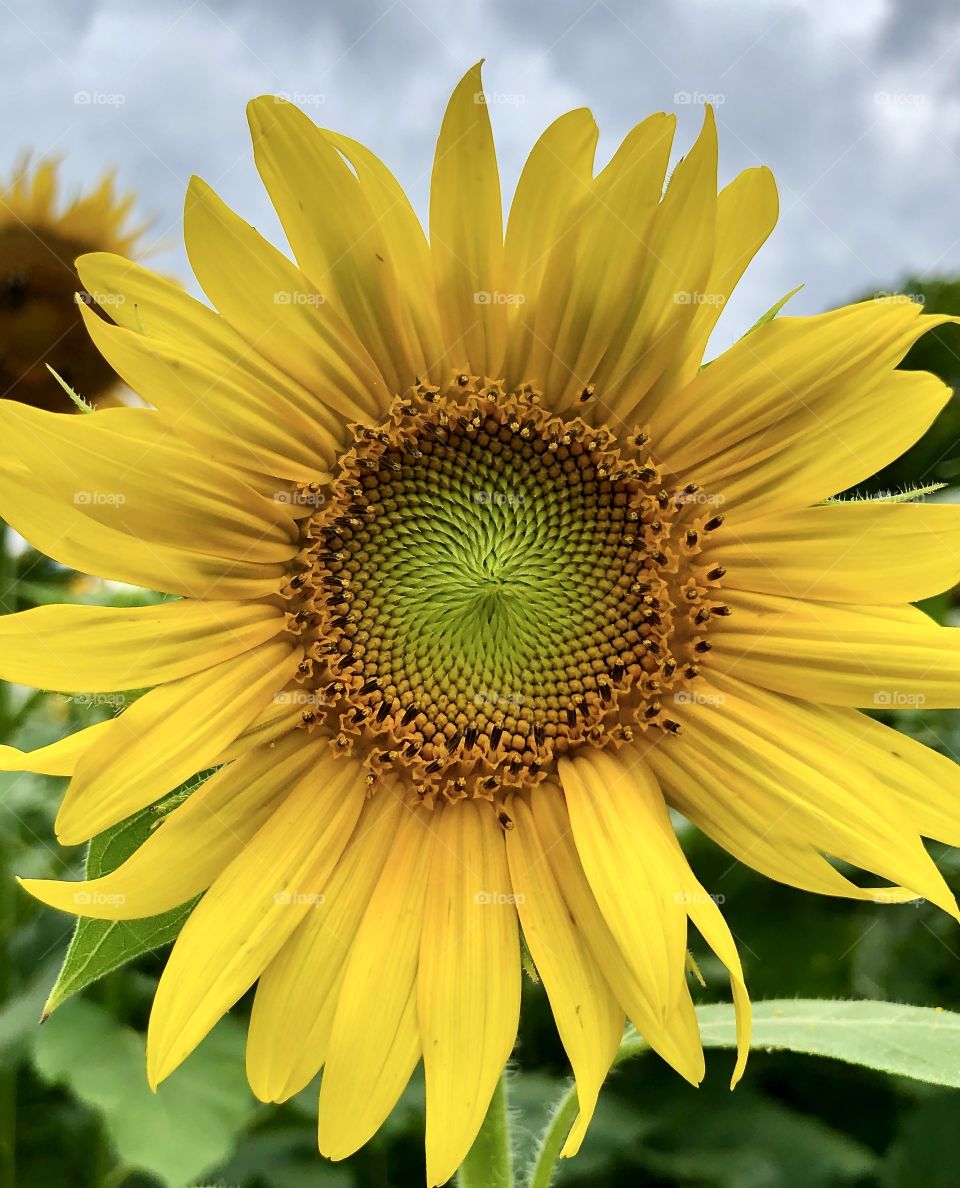 July at the sunflower fields