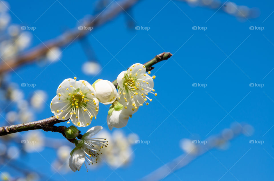 plum blossom