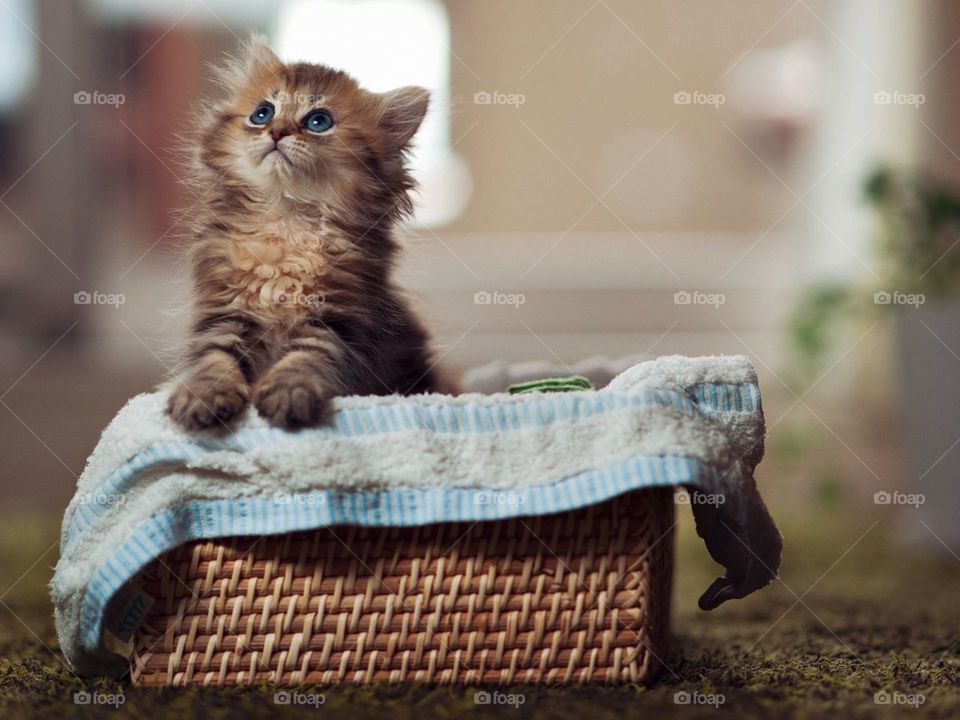 котенок, пушистый, корзина, материал
