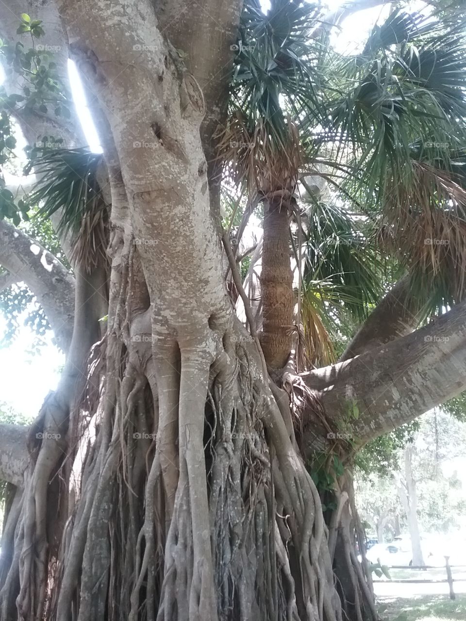 an old tree with amazing roots.