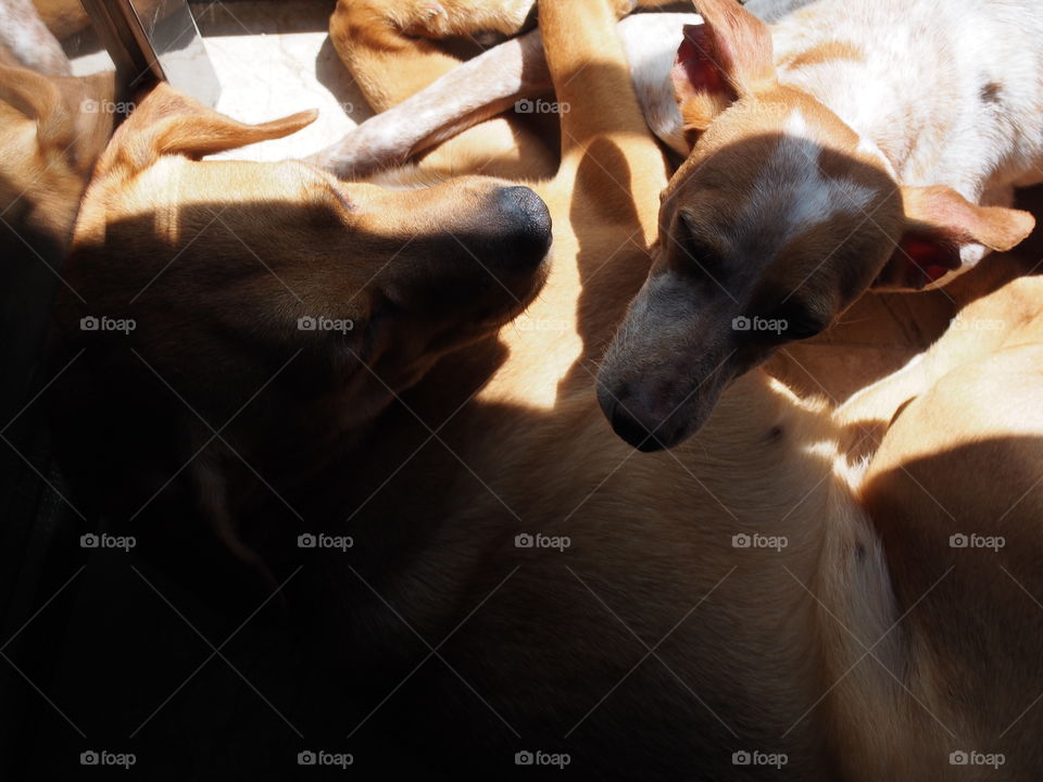 my dogs renting between sun and shade