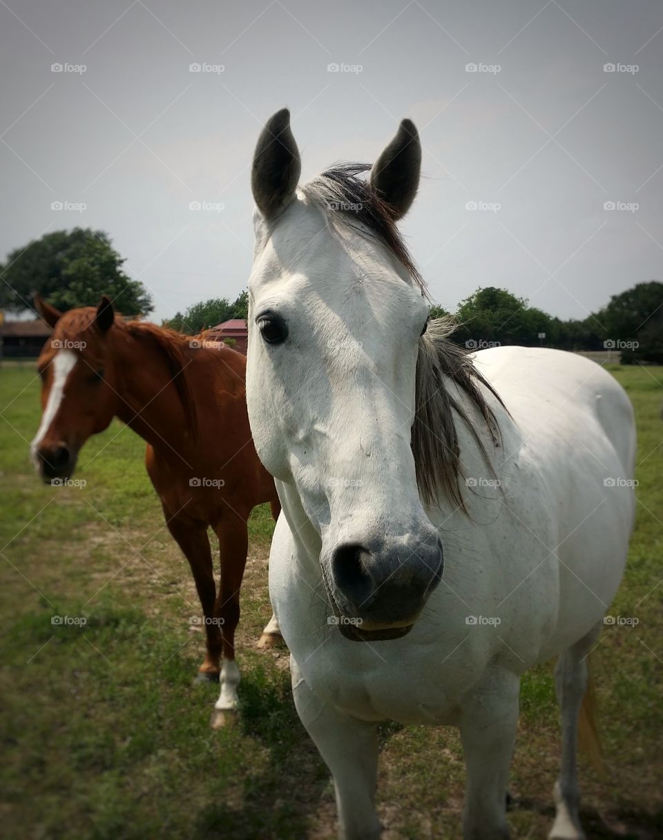 Gray Horse Looking with a Sorrel Horse in the Background in a Pasture