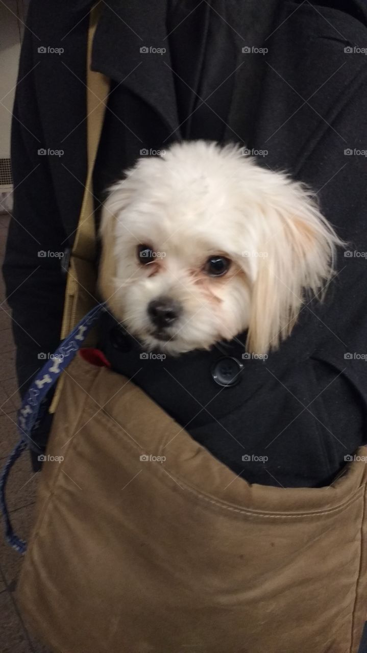 Maltese Dog in Owners Bag