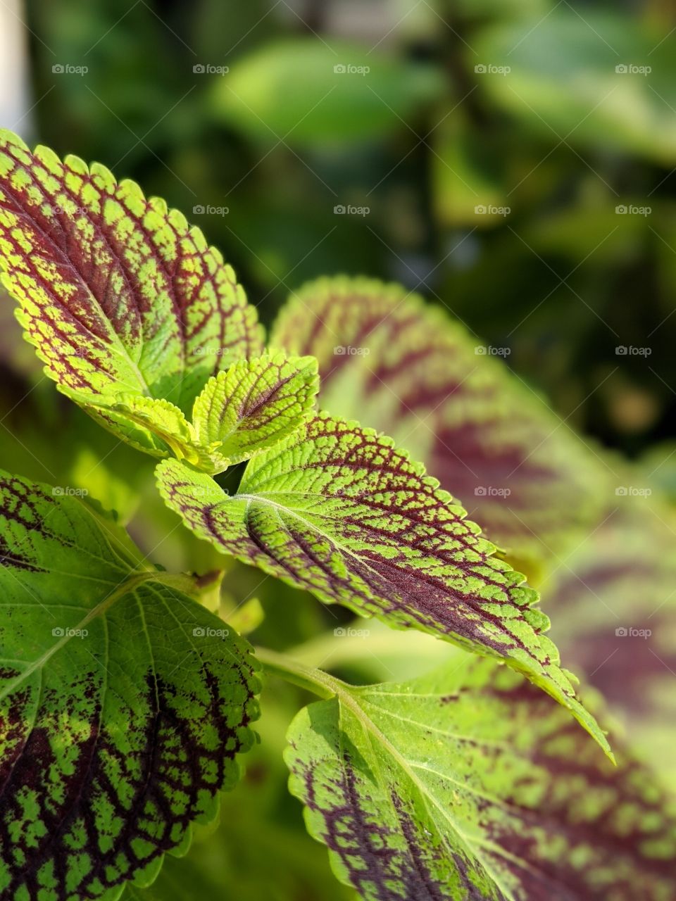 coleus