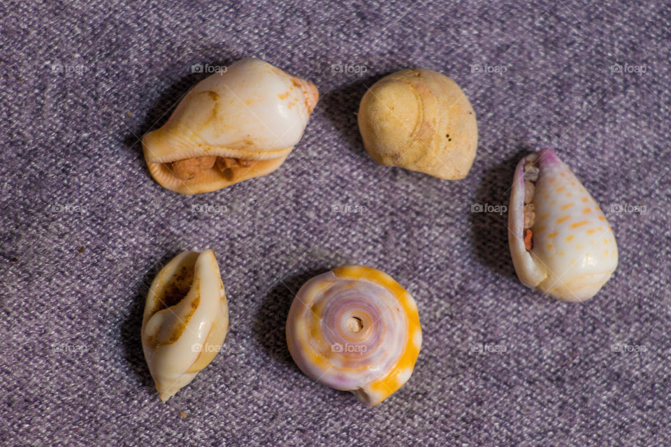 Elevated view of various seashells