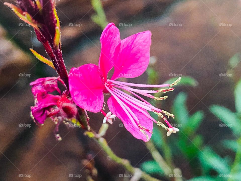 Flowers bloom