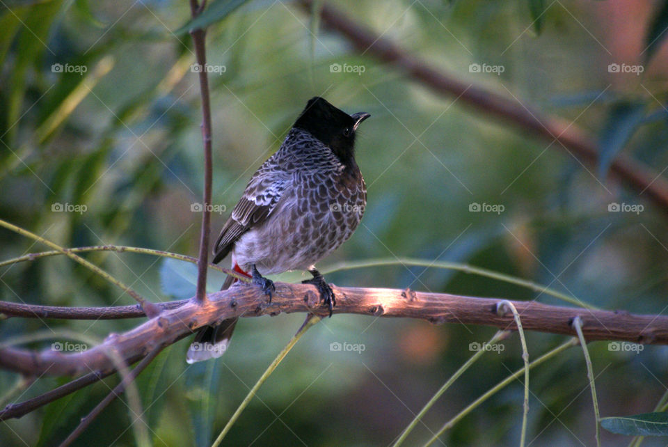 Red vent Bulbul enjoying the sun rays and displaying his beautiful textured body - exquisite.
