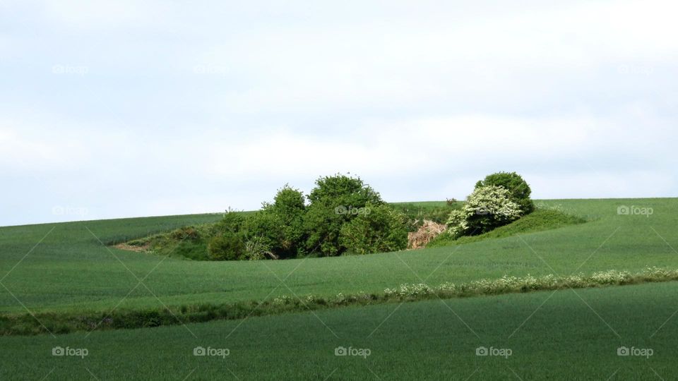 Green landscape at day