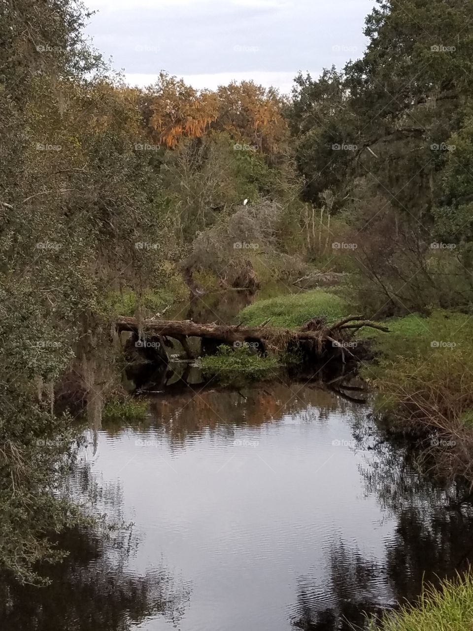 Fallen Tree over River