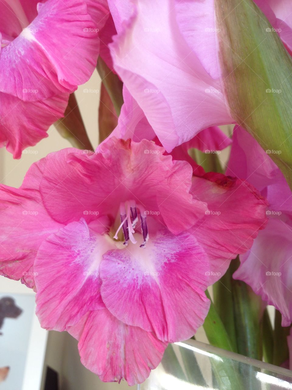  Pink Gladiola