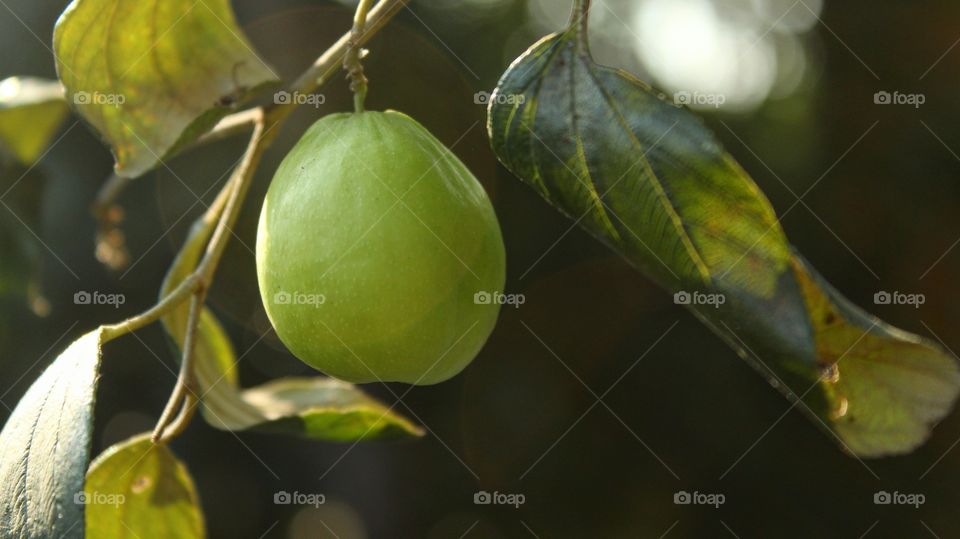 Jujube Fruit