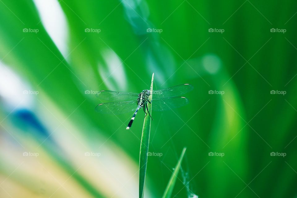 dragonfly