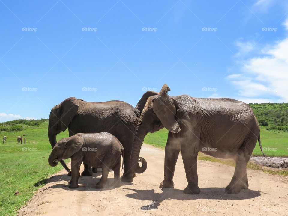 Elephants playing