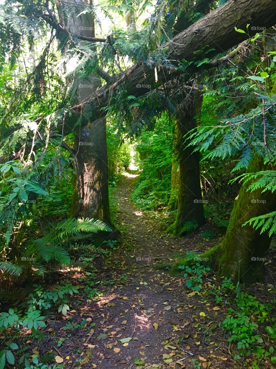 Hansville Greenway Trail, Kitsap Peninsula, Washington State