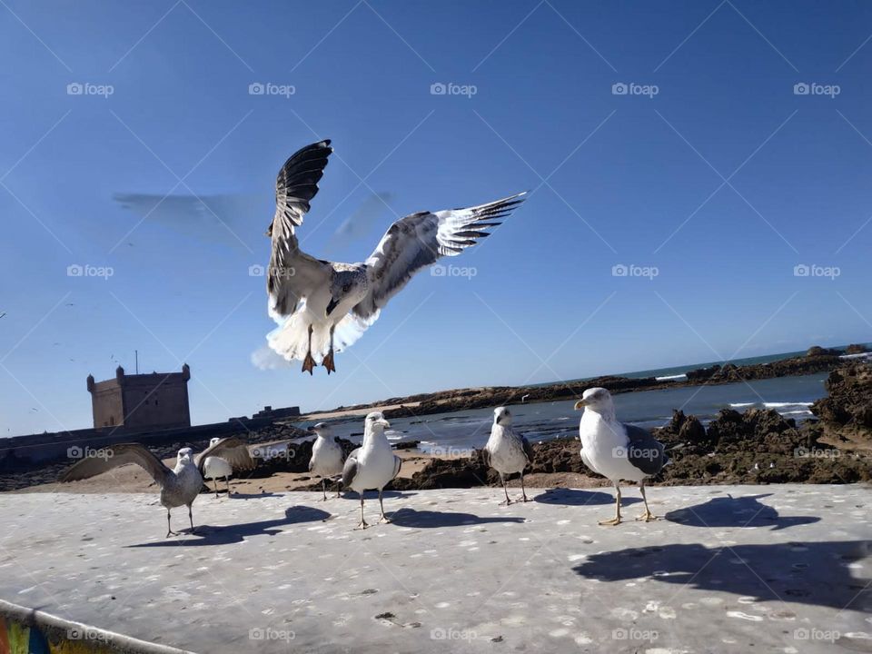 Beautiful flying seagull cross the sky at essaouira city in Morocco