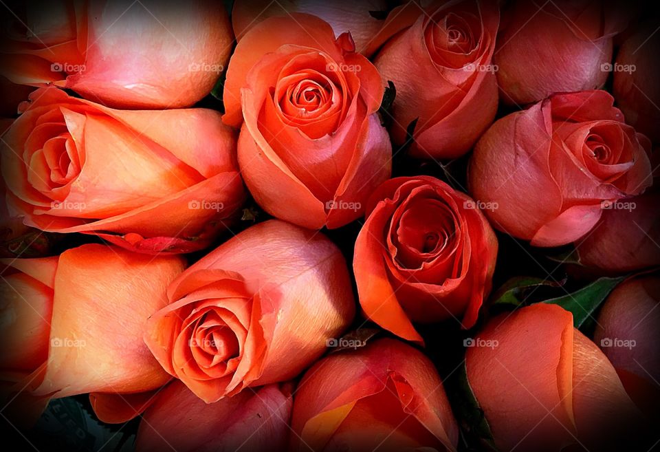 Orange roses. Orange roses