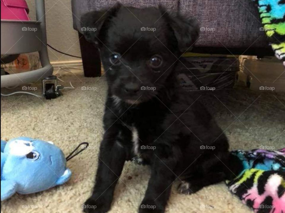 Black lab puppy