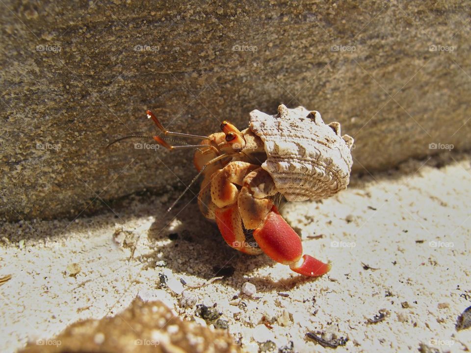 red hermit crab perched on the sand