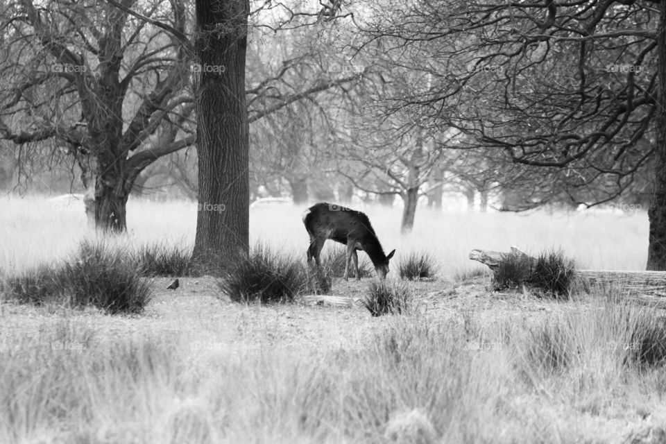 A beautiful deer in the park. Richmond park in London. Sweet animal portrait.