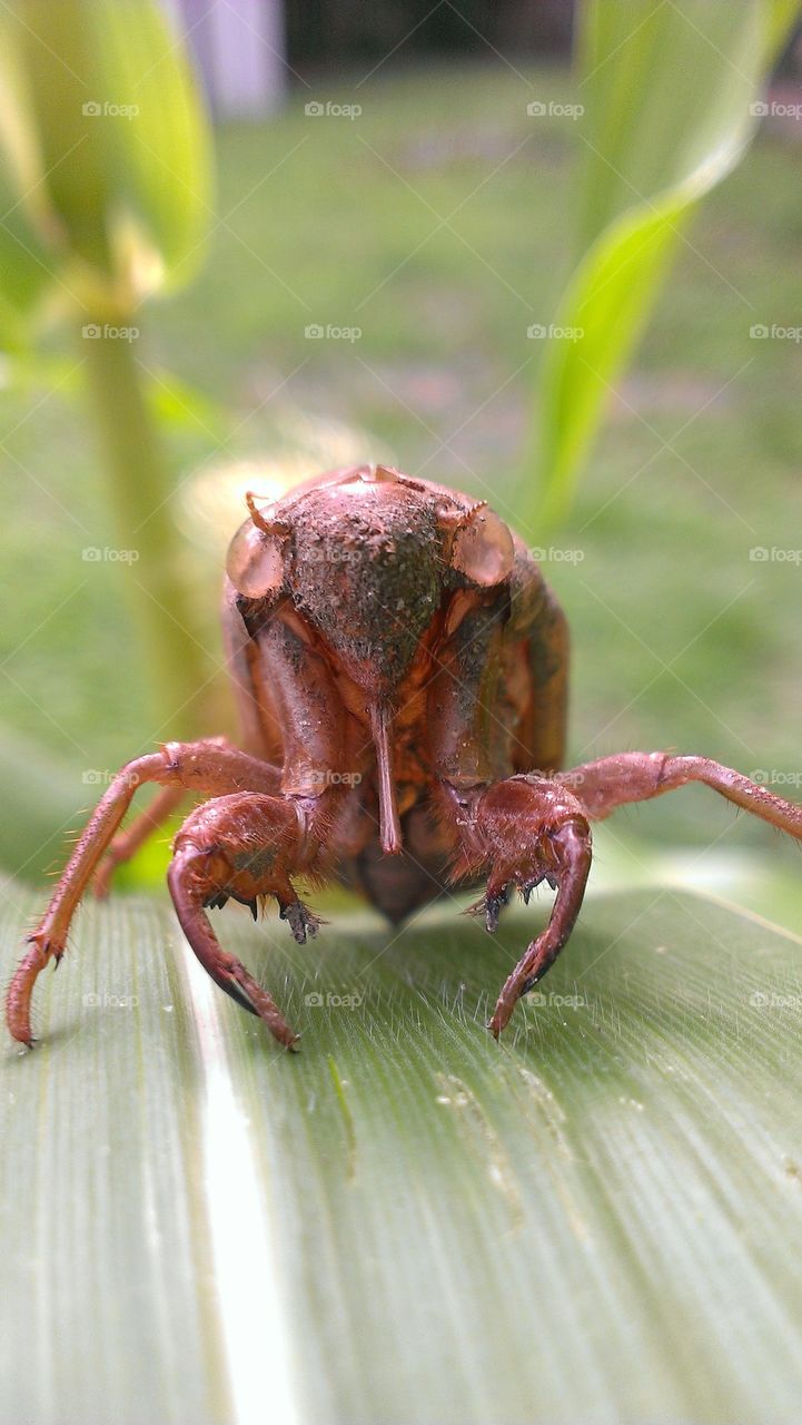 cicada exoskeleton