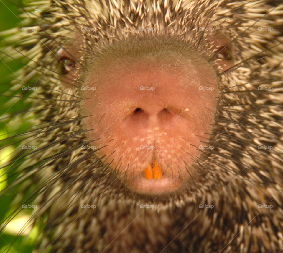 animal porcupine quills yellow teeth by lightanddrawing