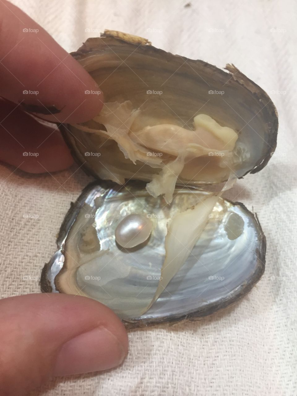 Pearl in an oyster