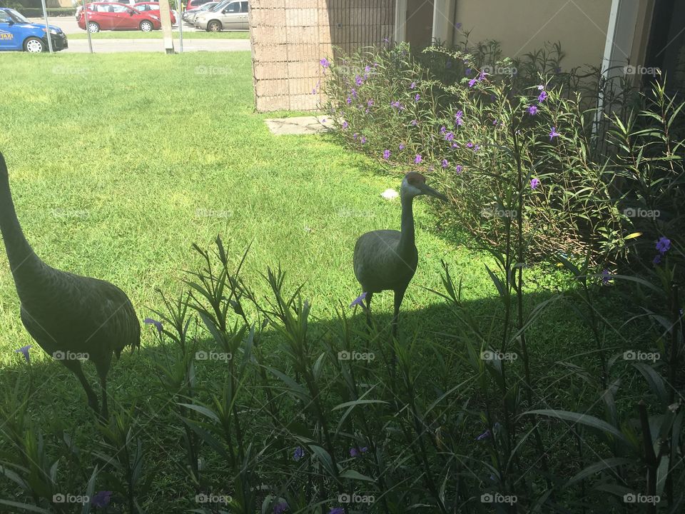 Whooping cranes located in Orlando, Florida.